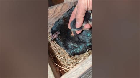 how to prepare gamefowl